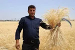 آیین شکرگزاری برداشت گندم در مراغه