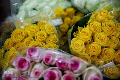 گلسرای رضوی
