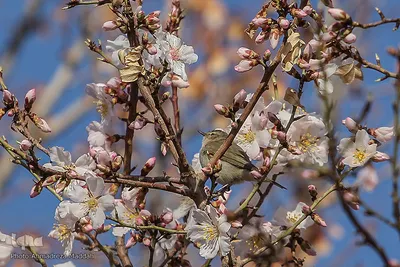 شکوفه‌های زودهنگام شهر راز