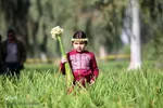 İran, Xuzistan əyaləti, Behbahan şəhəri, Nərgiz gülləri düzənliyi